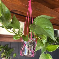 Pothos Plant