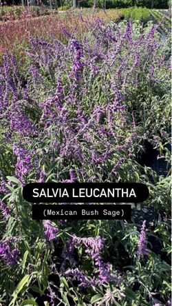 💜 Salvia Leucantha (Mexican Bush Sage)