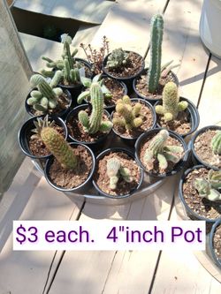 Cactus & Succulents $3 each
