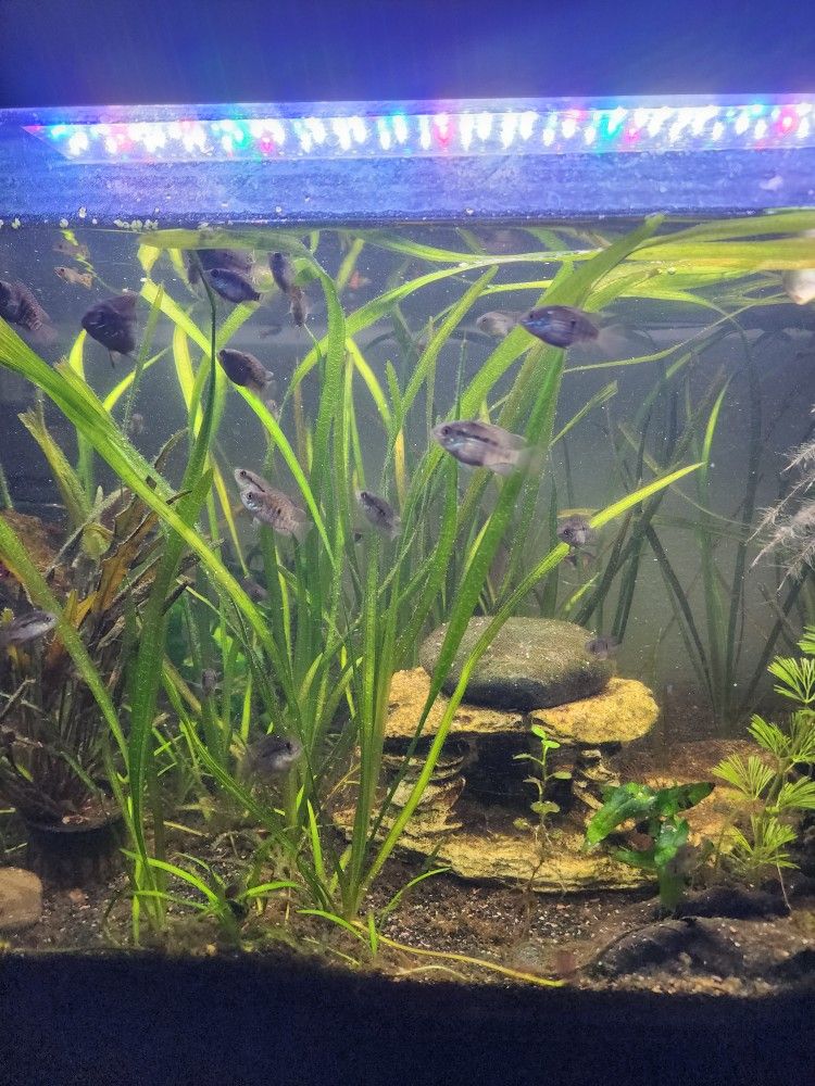 Aquarium Andionera Blue Acara.