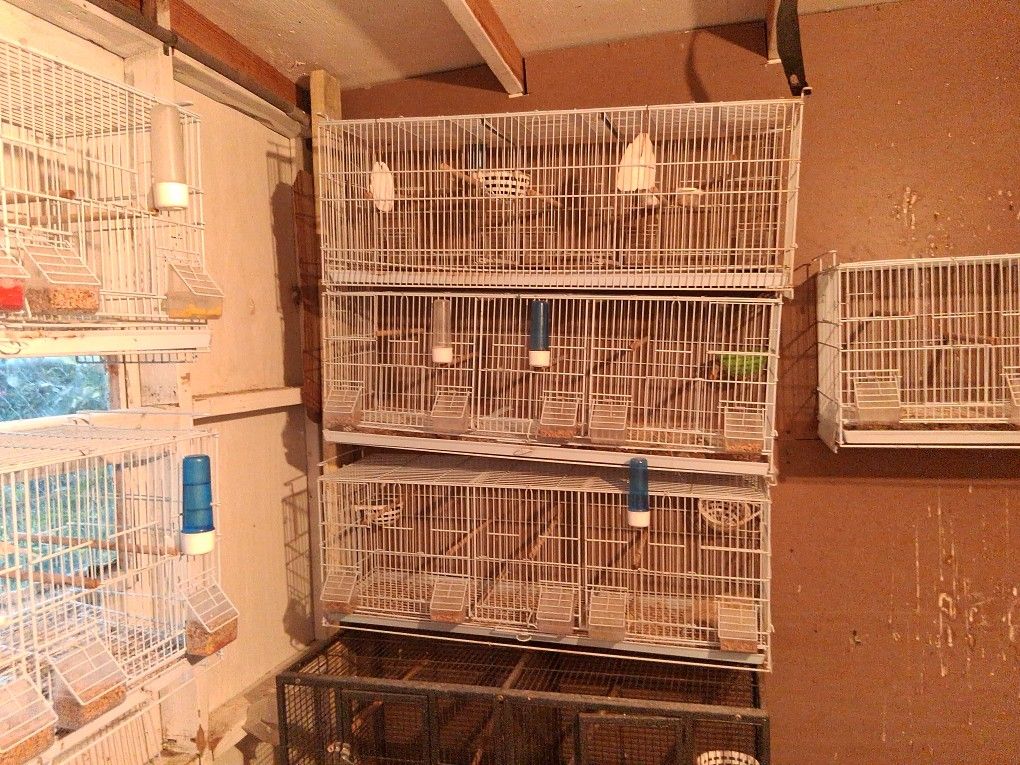Bird Cage For Sale