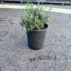 Rosemary ground cover