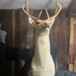 Taxidermy Deer