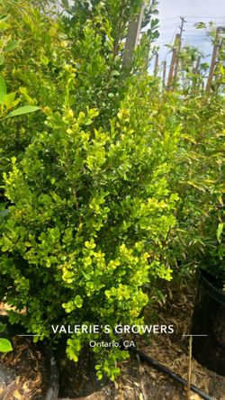 Boxwood