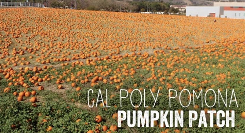 4 Tickets For CPP Pumpkin Patch
