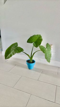 Elephant ears plant in a ceramic pot