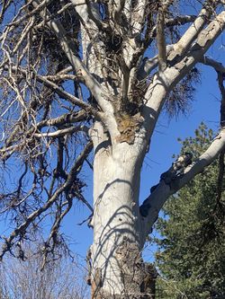 Dry And Ready To Burn Mountain Firewood