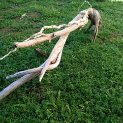 Natural Driftwood For Aquariums Terrariums Decor 