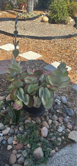 Kalanchoe Luciae Flapjack Paddle Plant