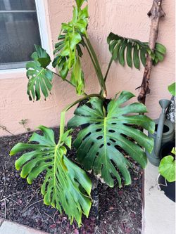 Large Monstera Deliciosa Plant  Mature Split Leaves  Tropical Indoor/Outdoor Plant