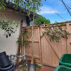 FREE Tree In A Pot - FREE 12 Feet Tall, Shade Tree