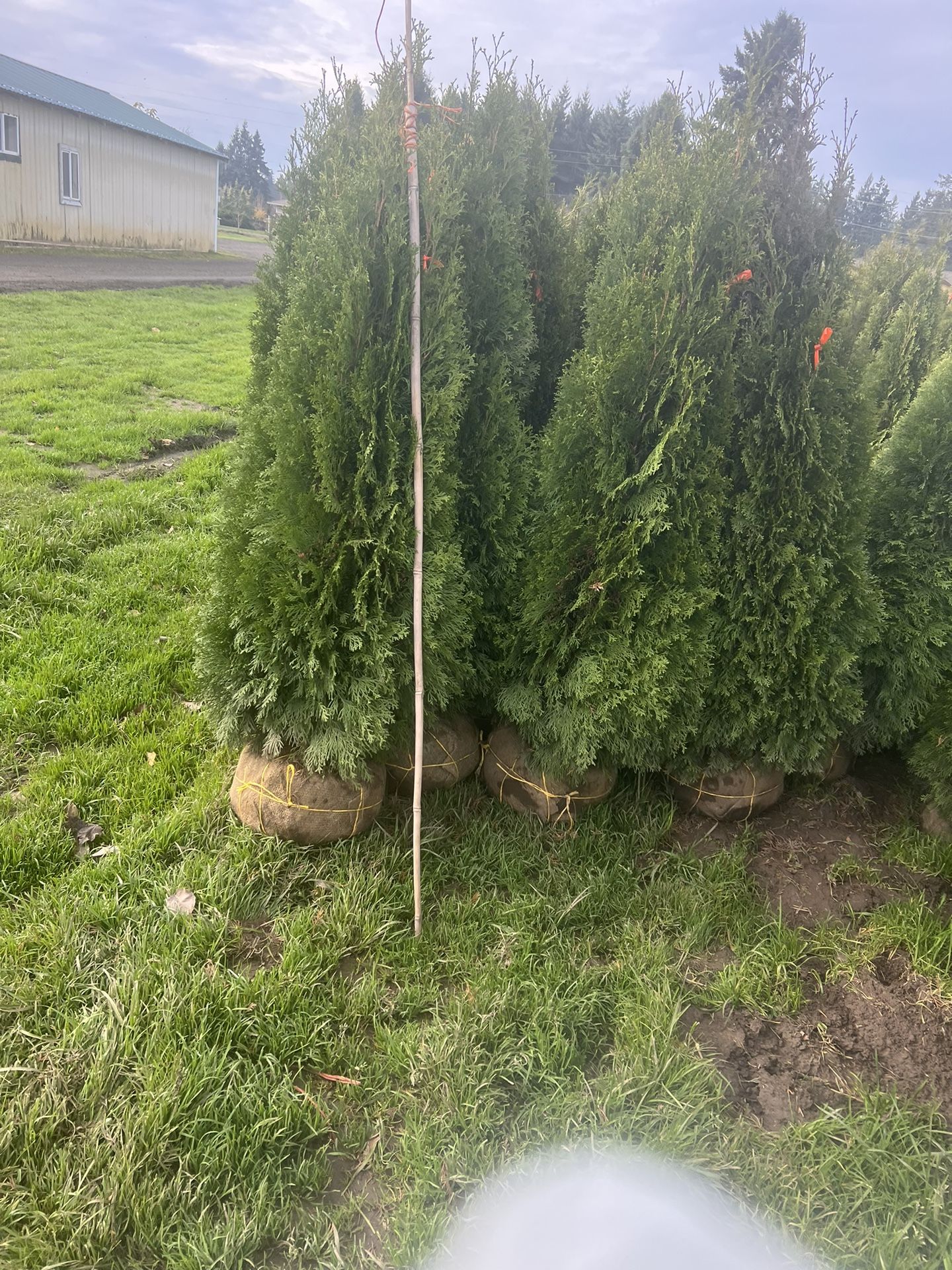 Arborvitae 6 Ft $30 each