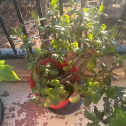 Succulent For Sal