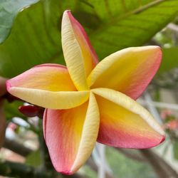 Plumeria Cuttings