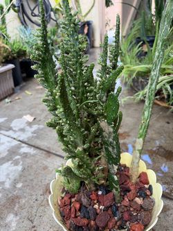 Cactus 🌵 plant