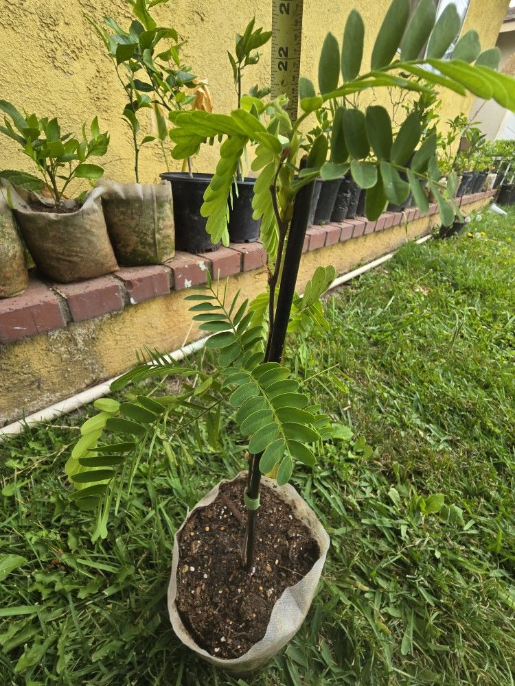 Tamarind Tree