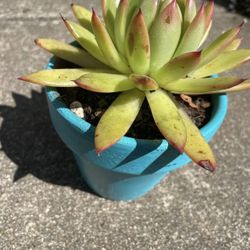 Potted Succulent