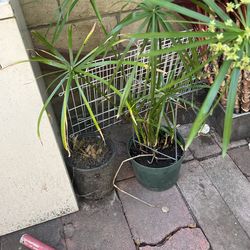 Plant