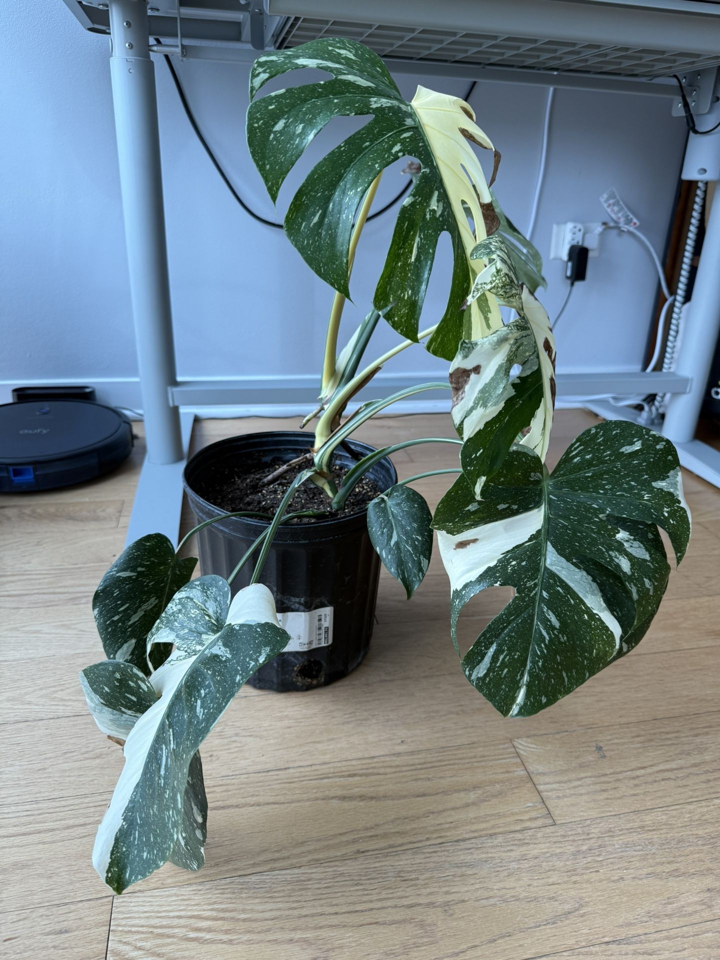Monstera Thai Constellation Plant