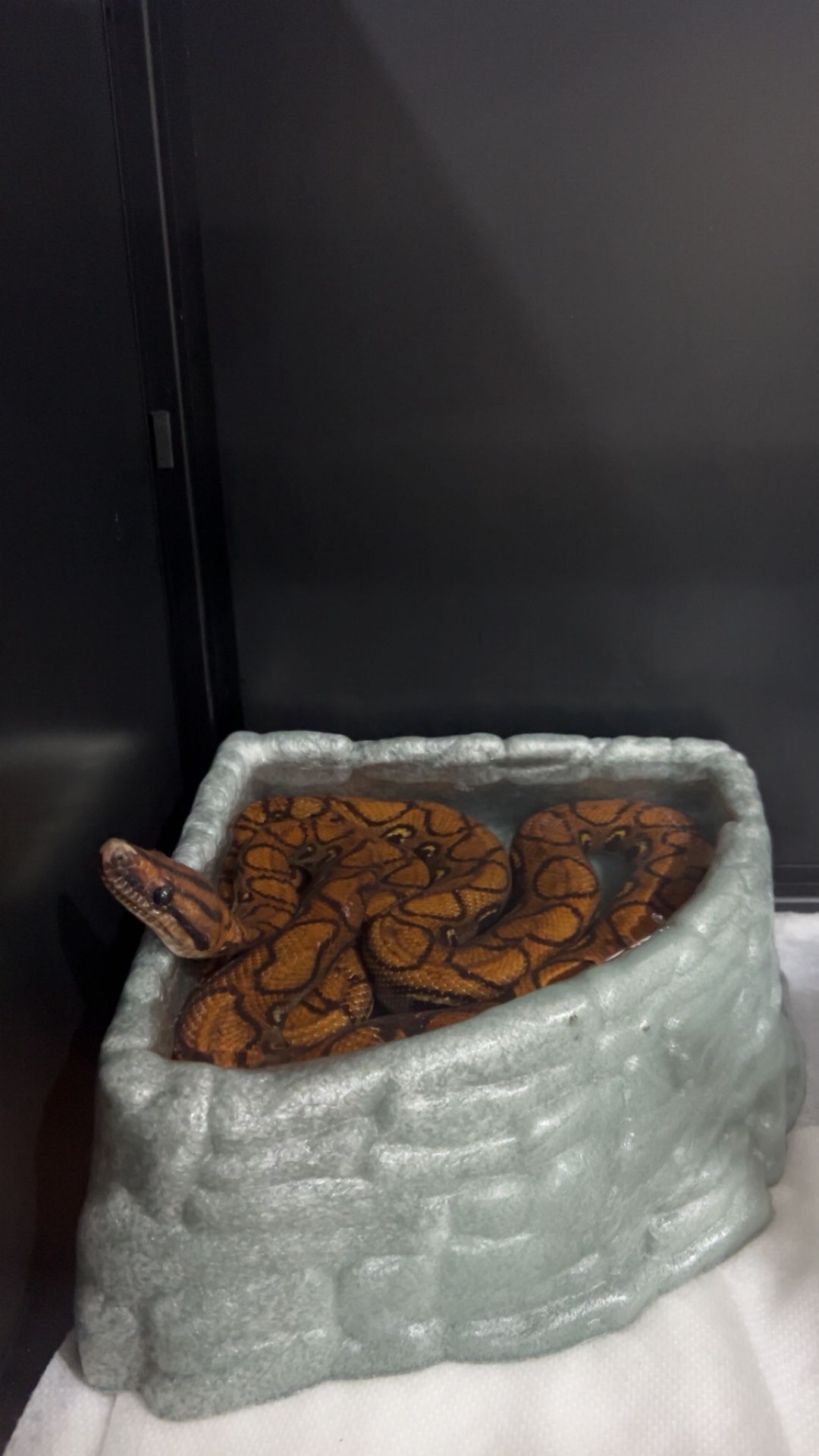 brazilian rainbow boa