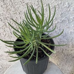 1 Gallon Pot Succulent Plant - Narrow Leaf Chalksticks - Senecio Vitalis - Rooted & Established - Drought Resistant 🪴 