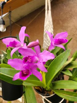 Catleya orchids