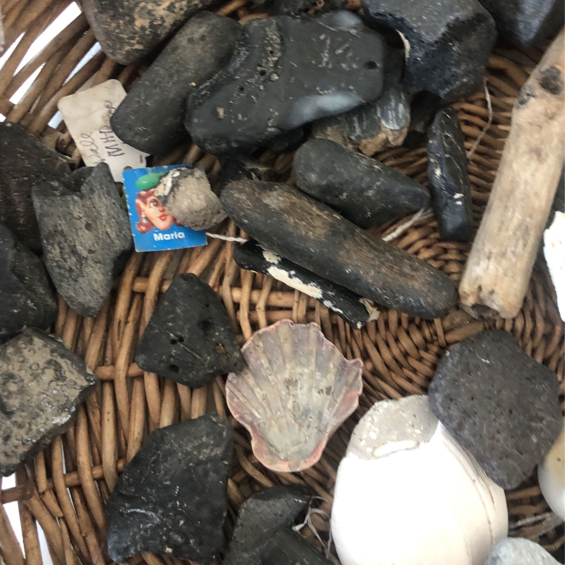 Millions Of Years Old Fossils Whale , Dinosaurs, Vertebras And Other Animal Fossils
