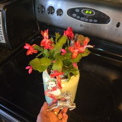 Lovely Christmas Cactus In 8in Ceramic Pot With Ornament 