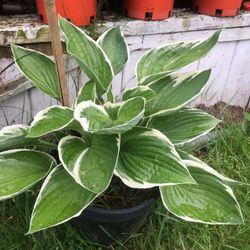 Hostas Plants  Nice Ones 