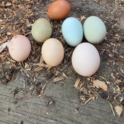 Organic eggs 