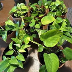 Glorious Pothos Plants