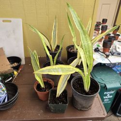 Snake Plant "Lauren"