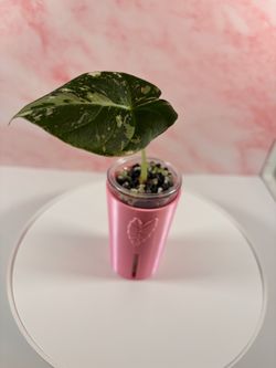 Black velvet alocasia plant