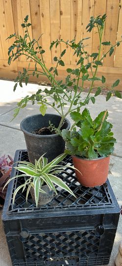 Total of 3 plants for $11