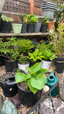 Peonies, lilacs, hostas, ferns,