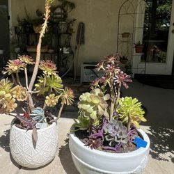 Large, Beautiful Succulent Planters