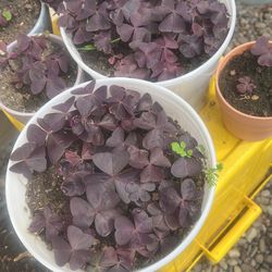 Red Oxalis 