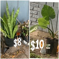 Plants