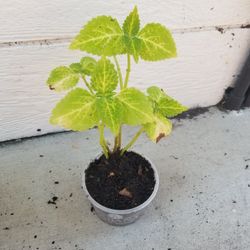 Potted Coleus Plant