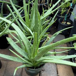 Aloe Vera Or Savila Plans $20 Each