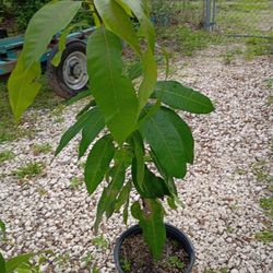 Mango Plant You Can See Mother Plant Full Of Mango Mother And Friute