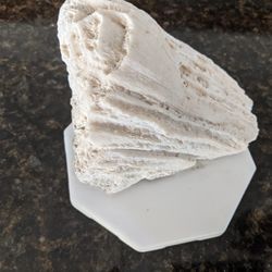 White Seashell Coral Desktop Paperweight Or Home Decor