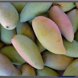 Nam Doc Mai Mangoes