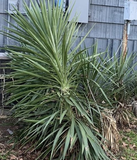 Yucca Trees Free Free Free Please Need Gone Asap