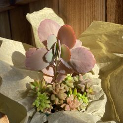 Mini Living Succulent Garden- Desk Size 