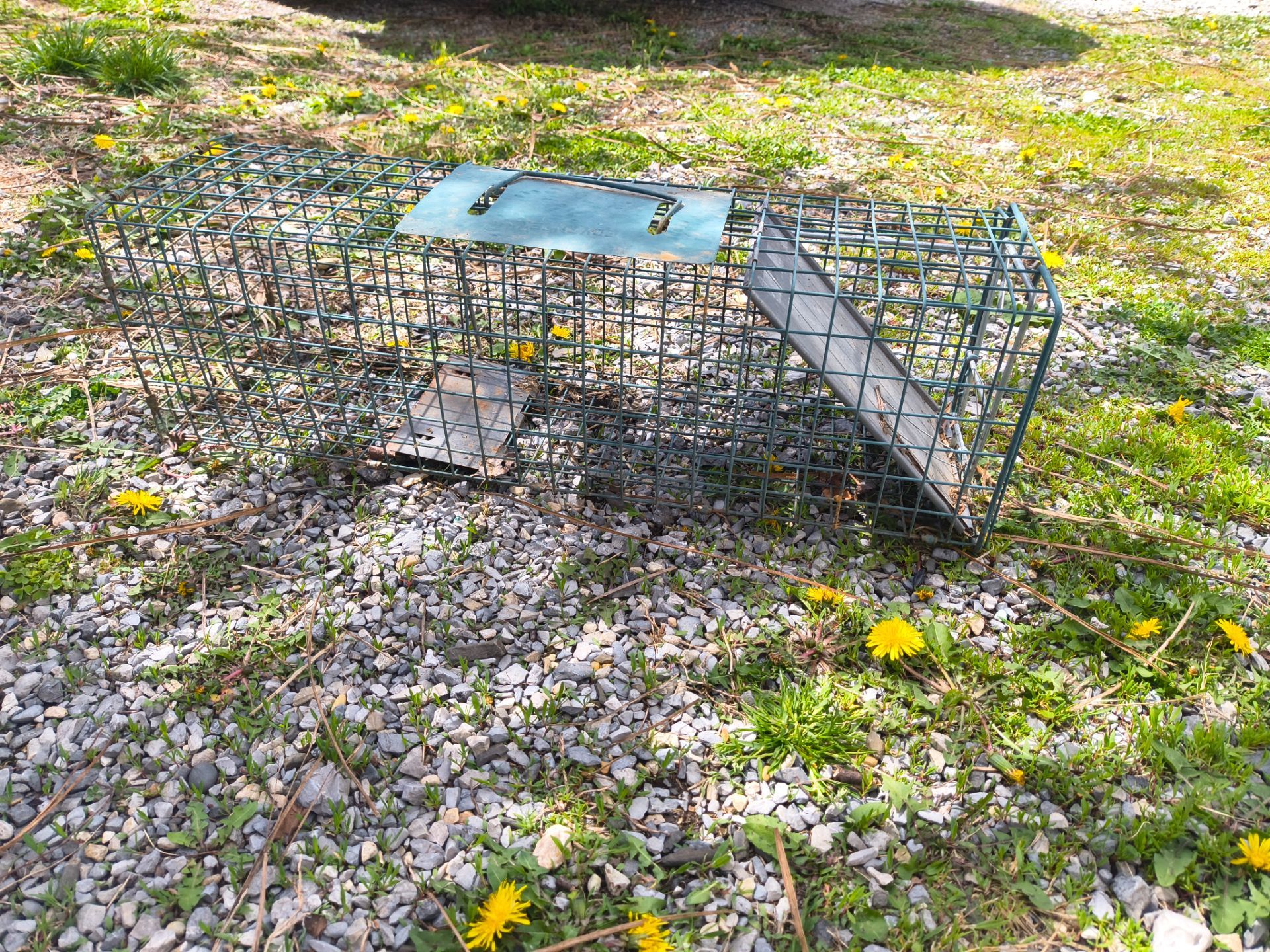 Animal Trap