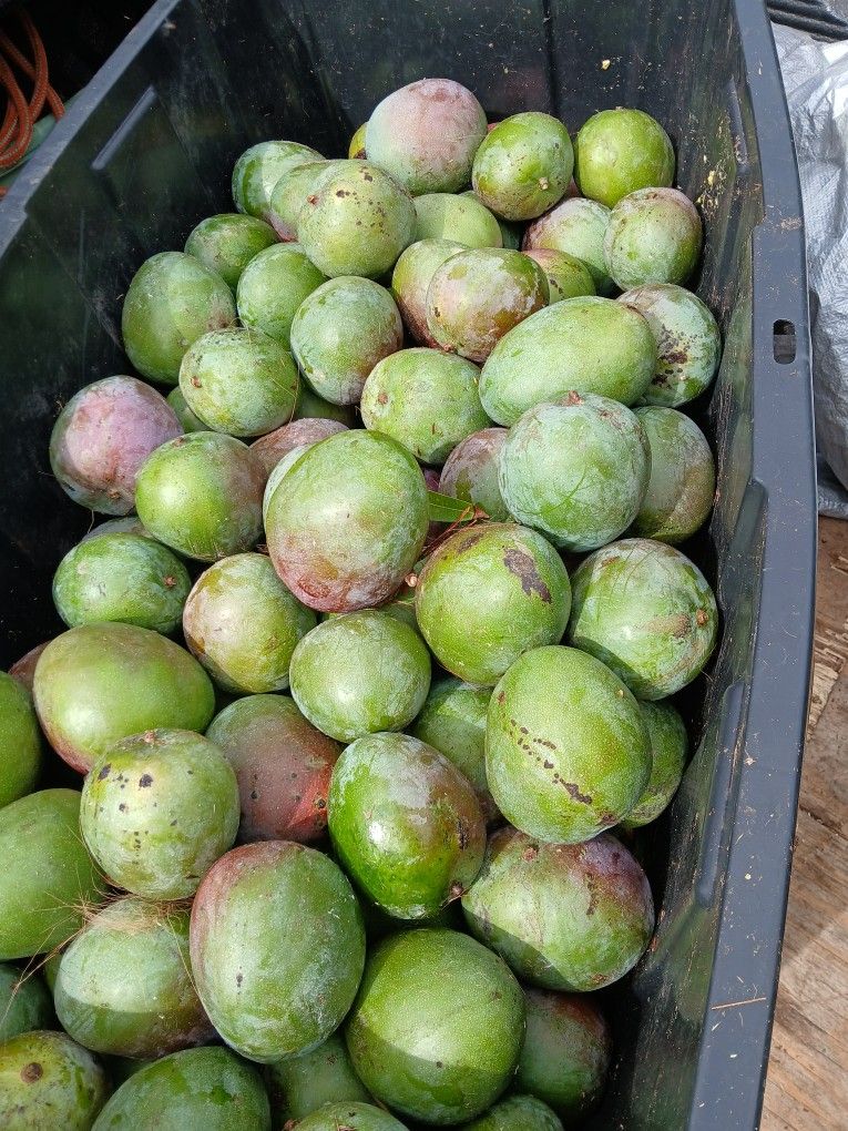 Mangos For Sale 2 for Dollar