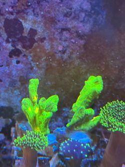 Fake Coral decoraciones