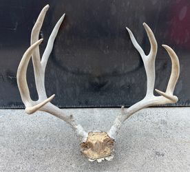 Vintage deer antlers