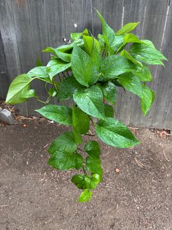 Jade Pothos
